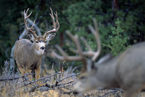 MUDR481950 Mule Deer Bucks