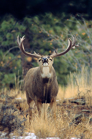 MUDR481496 Mule Deer Buck