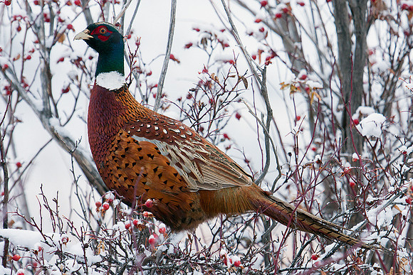 Ring-necked Pheasant - RNPT00300