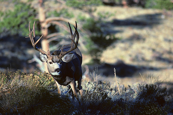 MUDR480656 Mule Deer Buck