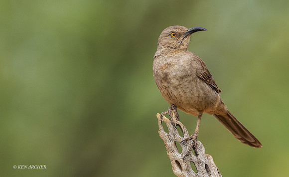 AZCT00052 - Curve-billed Thrasher