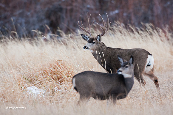 MLDR01092 Mule Deer