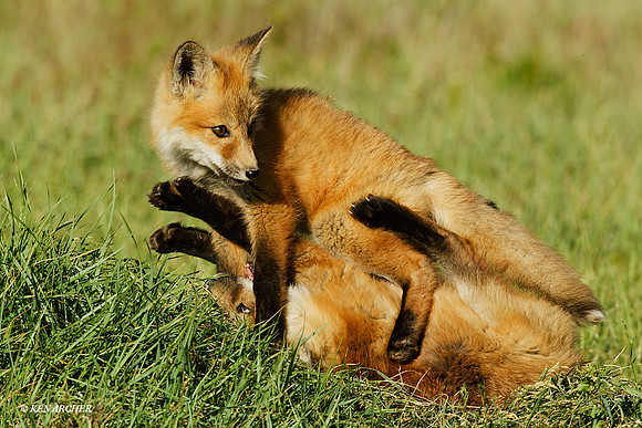 Red Fox Kit - RF00451