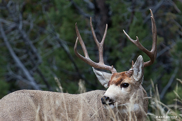 MLDR00743 Mule Deer