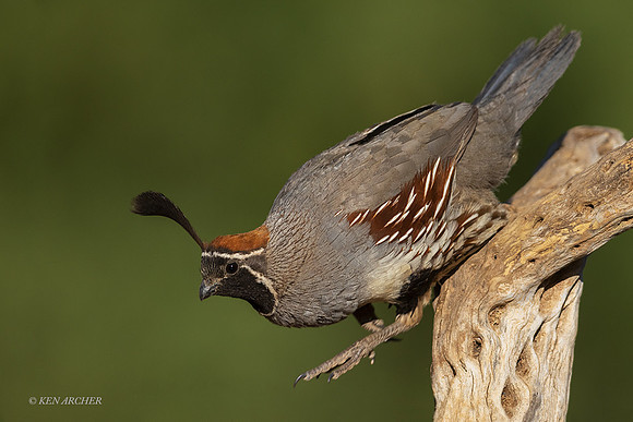 AZGQ00014 - Gambel's Quail