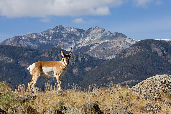 PHAE01035 - Pronghorn Antelope