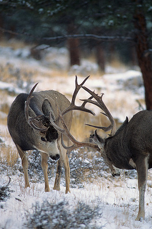 MUDR481918 Mule Deer Bucks Sparring