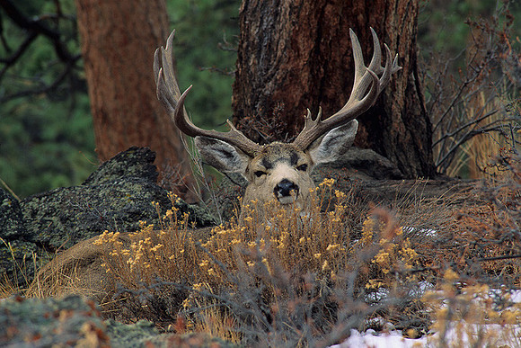 MUDR481521 Mule Deer Buck