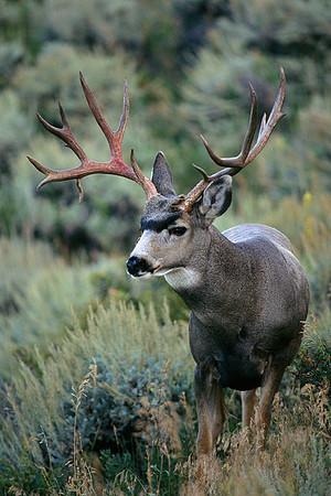 MUDR482059 Mule Deer Buck