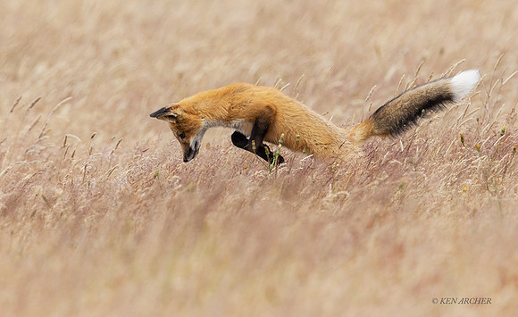 RF00782 - Red Fox