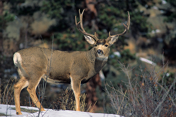 MUDR481564 Mule Deer Buck