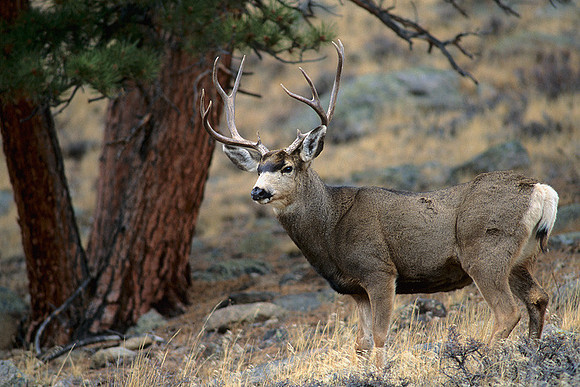MUDR481824 Mule Deer Buck