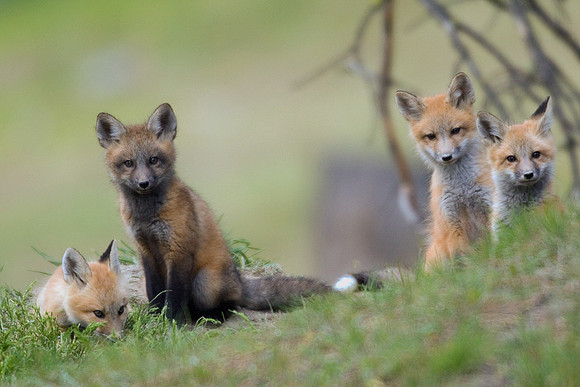 RF00057-Red-Fox-Kit