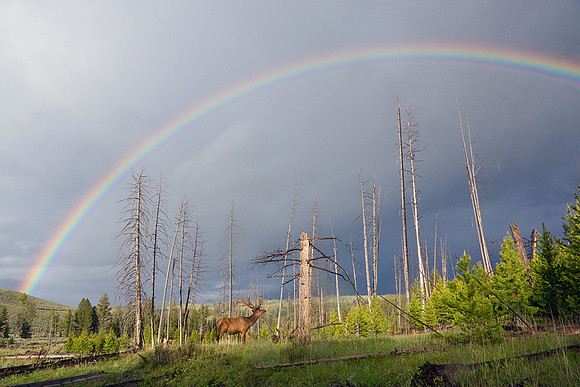 Bull Elk and Rainbow