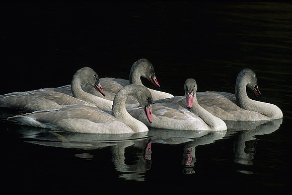 Trumpeter Swans Cygnets