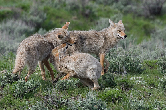 Coyote