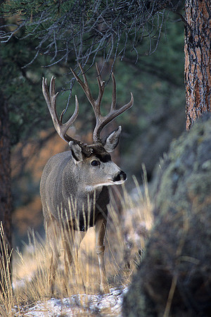 MUDR481974 Mule Deer Buck