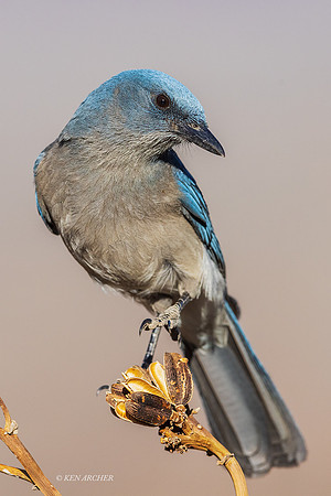 AZMJ00004 - Mexican Jay