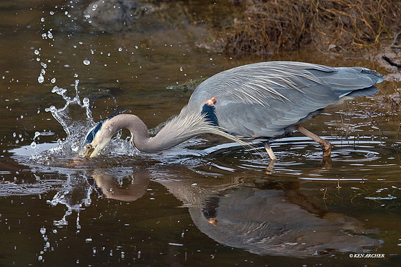 Great Blue Heron -- GBHN00418