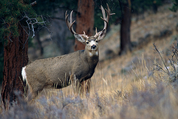 MUDR482013 Mule Deer Buck