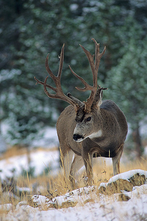 MUDR481879 Mule Deer Buck