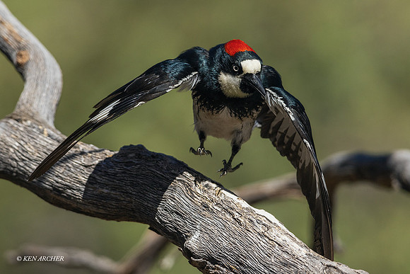 AZAW00017 - Acorn Woodpecker