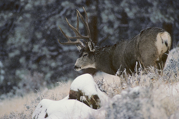 MUDR481249 Mule Deer Buck, winter storm