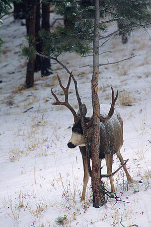 MUDR481891 Mule Deer Buck at scrape