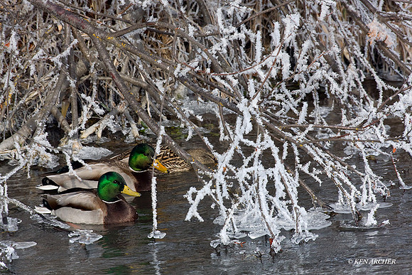 MDDK00305 - Mallard Duck
