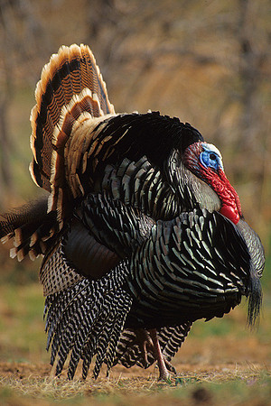 MMTY440618 Merriam's Tom Turkey