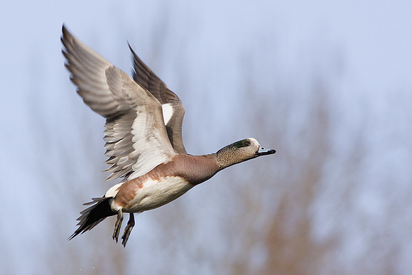 WNFL00639-Widgeon-Duck