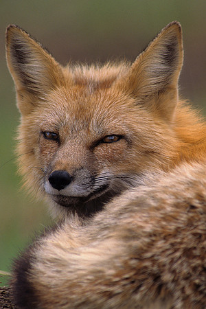 Red Fox - RDFX435429
