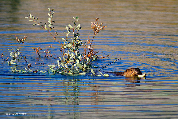 BVR430727 Beaver with Willow Branch