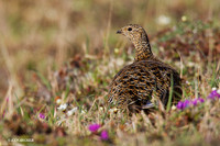 NMRM00052 Rock Ptarmigan