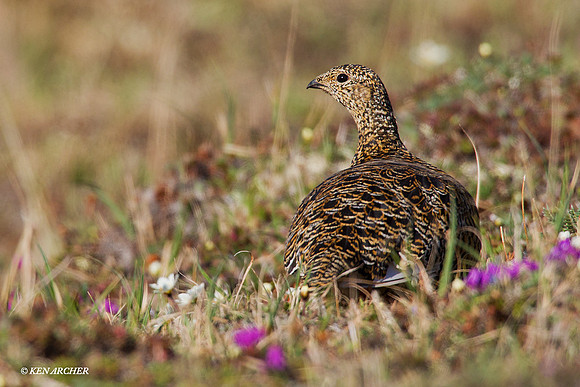 NMRM00052 Rock Ptarmigan