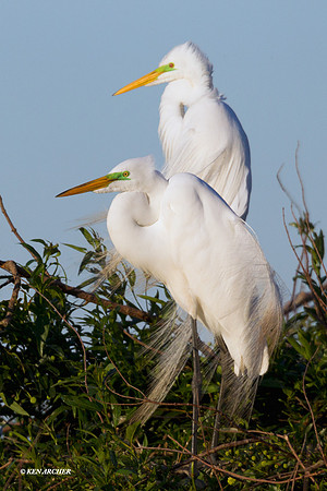 Great Egret - ARSB00038