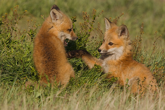 RF00434-Red-Fox-Kit