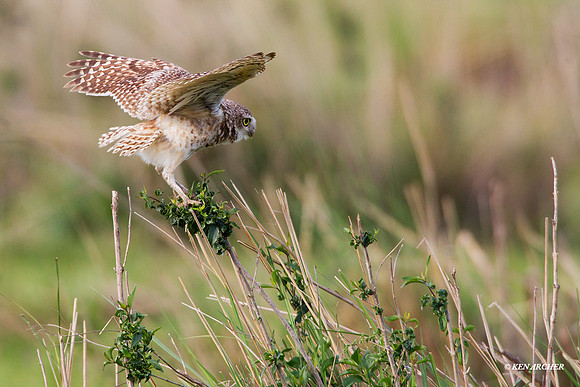 Burrowing Owl - AARP00296