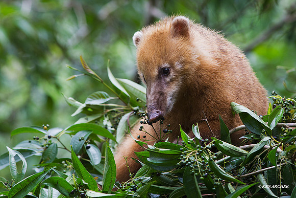 Coati - ARML00318