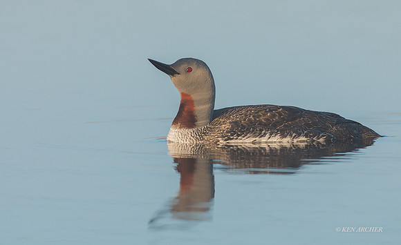 NMRL02262 - Red-throated Loon