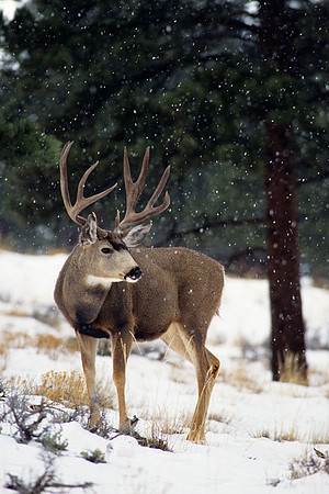 MUDR481717 Mule Deer Buck