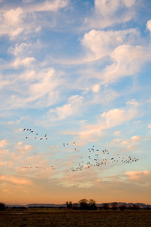 LCFL00400-Lesser-Canada-Geese