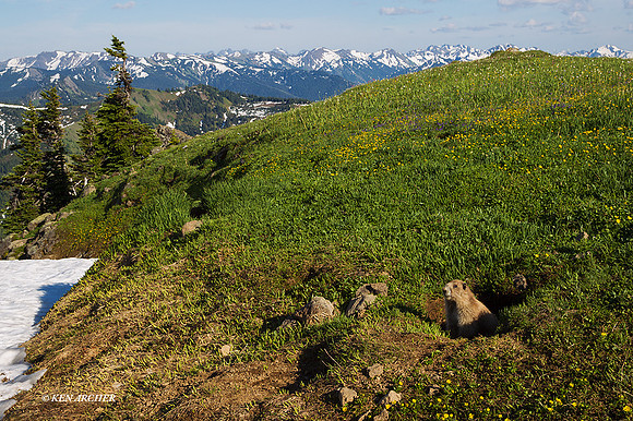 OMT00230 - Olympic Marmot