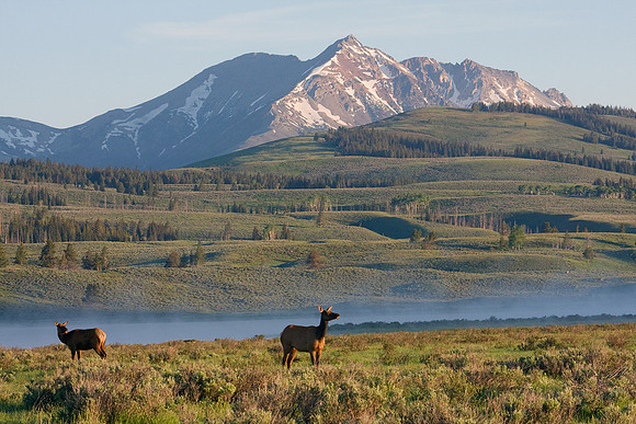 RMEK00909-Rocky-Mountain-Elk