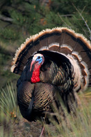 MMTY440484 Merriam's Tom Turkey