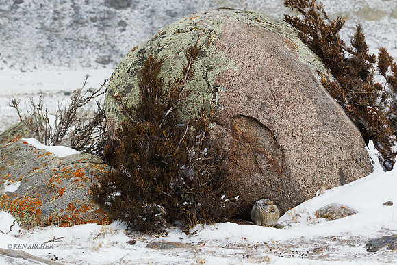 CTRB00099 - Cottontail Rabbit