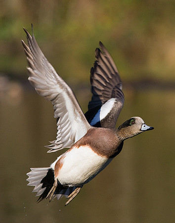 WNFL00741-American-Widgeon-Duck