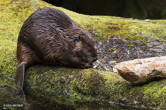 NTBV00011 - Beaver