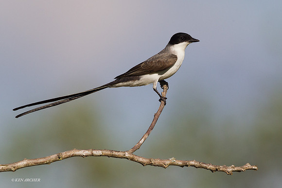 Fork-tailed Flycatcher - ARBD01877