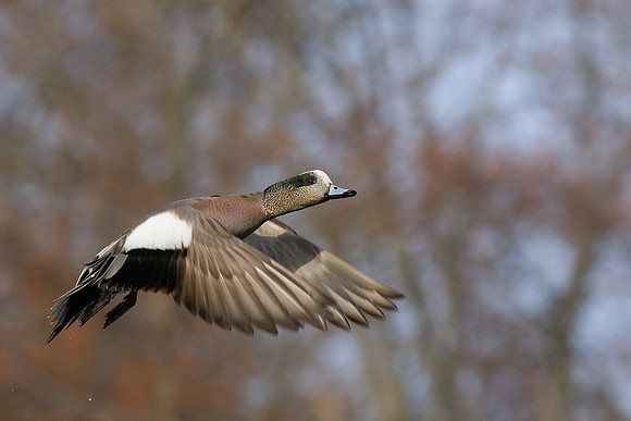 WNFL00638-Widgeon-Duck